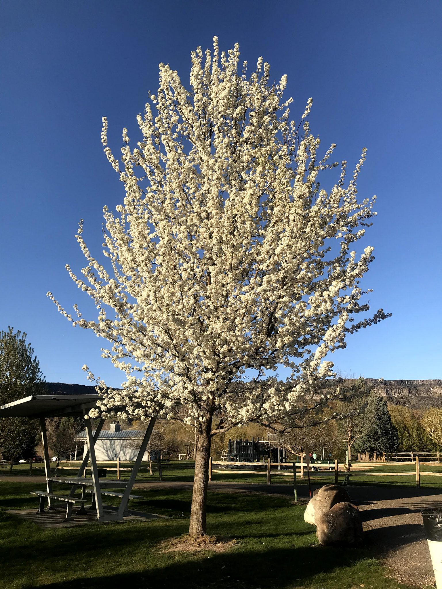 Chanticleer Pear – WholesalePlantDelivery.com