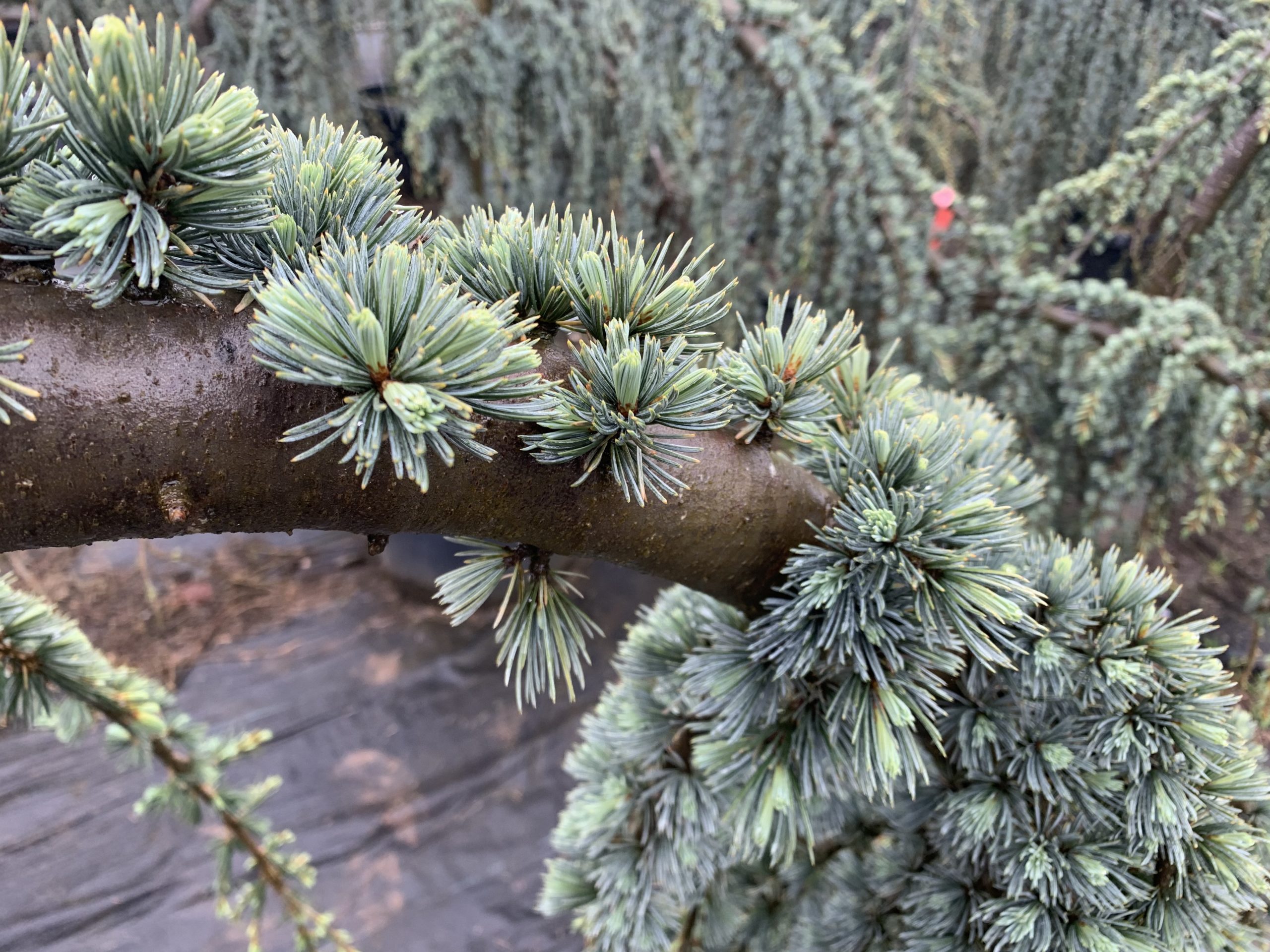 blue atlas cedar