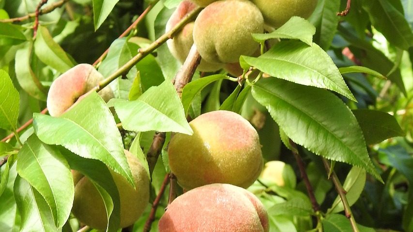 pix zee peach tree for sale pix zee peach tree for sale