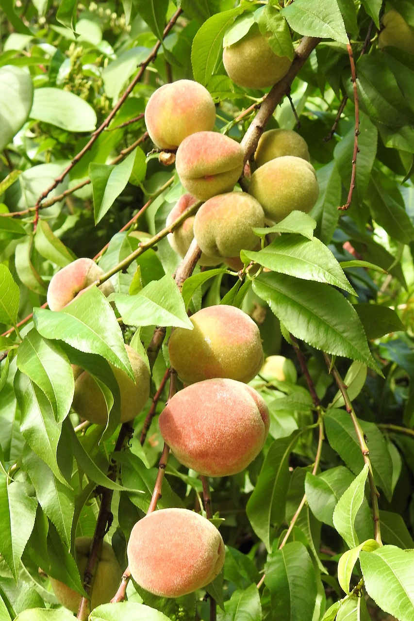 pix zee peach tree pix zee peach tree