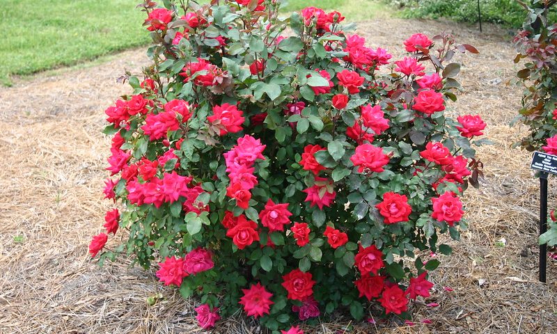 Double Knock Out® Rose – WholesalePlantDelivery.com