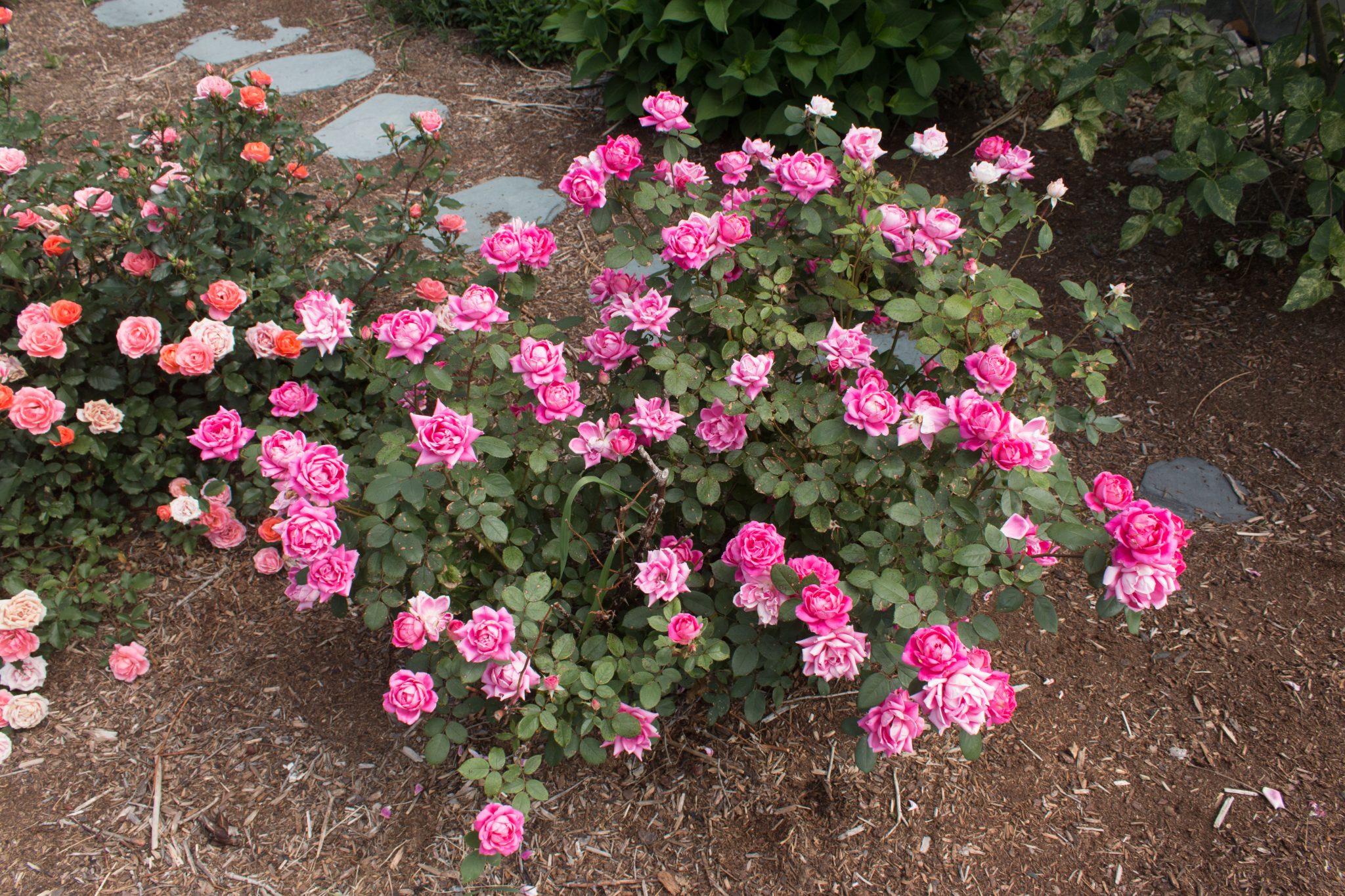 Pink Double Knock Out® Rose – WholesalePlantDelivery.com