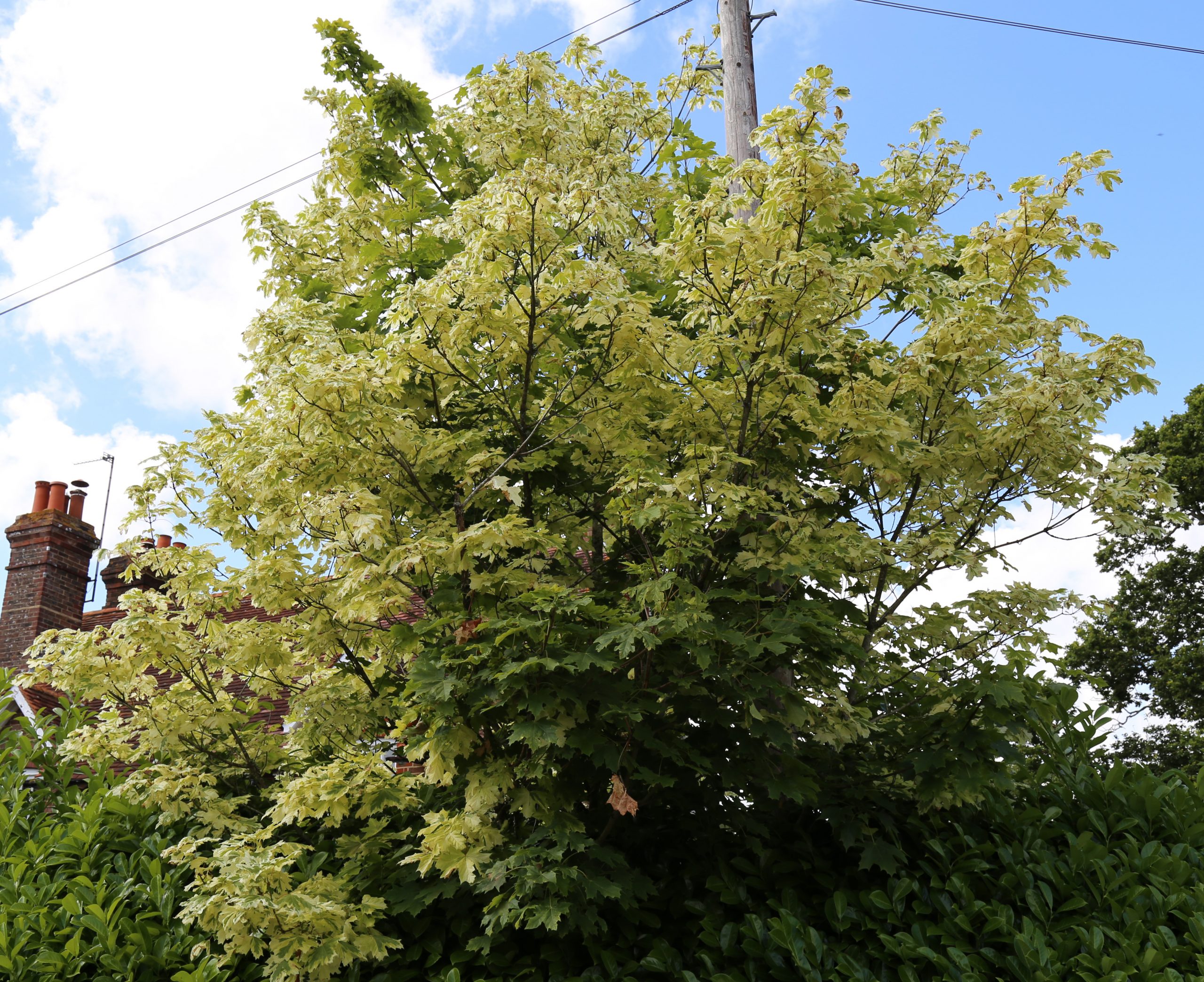norway maple tree for sale